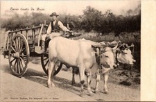 Postcard Carro Tirato Da Buoi