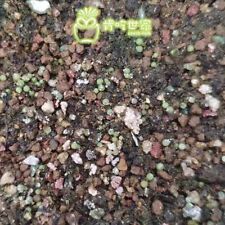 Semi di Ritteri Aztekium 50/100 pezzi