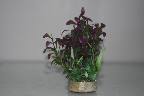Acquario verde viola pianta - verde,