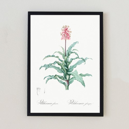 Illustrazione fiore botanico