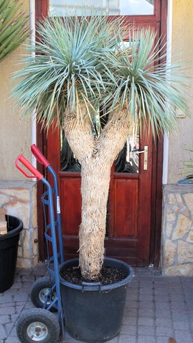 Yucca rostrata tronco 210 - rostrata,, cm