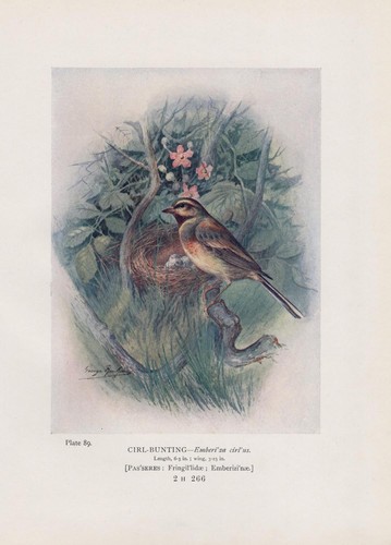 Zaunammer - , (emberiza