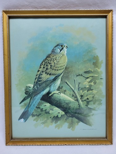 Gheppio stampa incorniciata