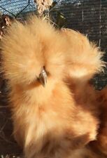 Uova Fertili / feconde