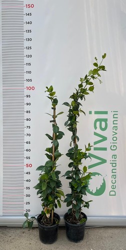 Pianta di rincospermum - di,