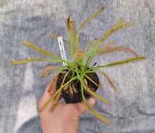3xDrosera capensis "Vogelgat