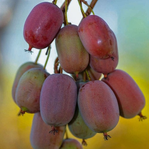 Aktinidia ken red femmina 2l - aktinidia,