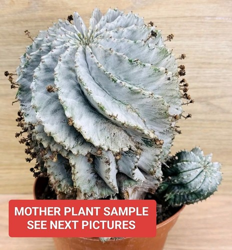Euphorbia horrida snow flake - euphorbia,