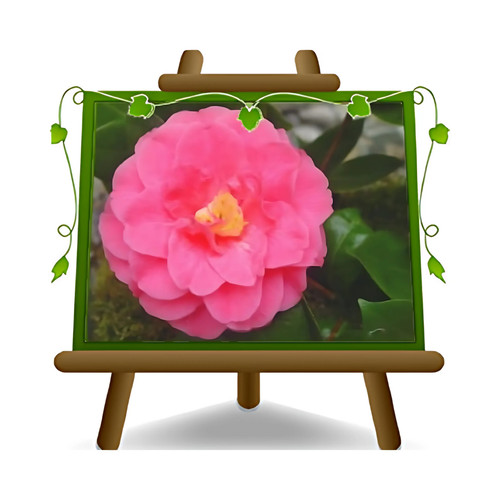 Camelia japonica rosa - japonica,