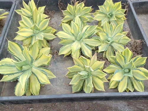 Agave gialla potatorum - , var