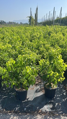 Cinnamomum canfora vaso da - canfora(in,