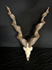 GIANT  Markor Bighorn Sheep
