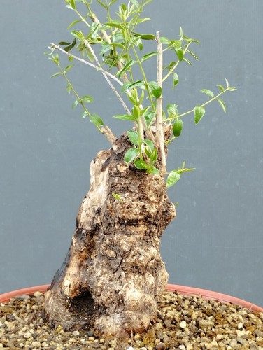 Bonsai olivastro 33x16cm - bonsai,