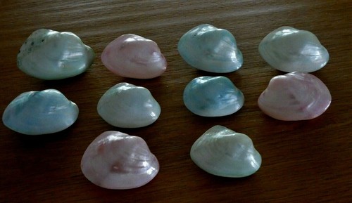 Dieci conchiglie tropicali - dieci,