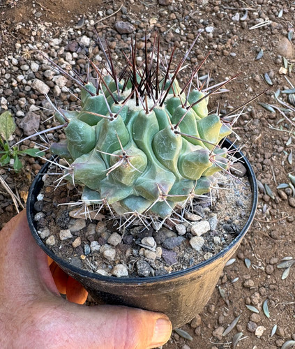Thelocactus rinconensis - rinconensis,