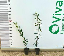 N. 100 PIANTE DI ULIVO ARBEQUINA ALTEZZA 40/50 CM vaso 6 cm (foto) reali ANNI 1