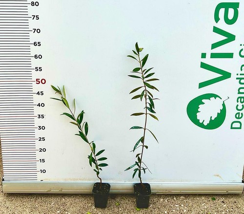 Pianta ulivo arbosana - pianta, di