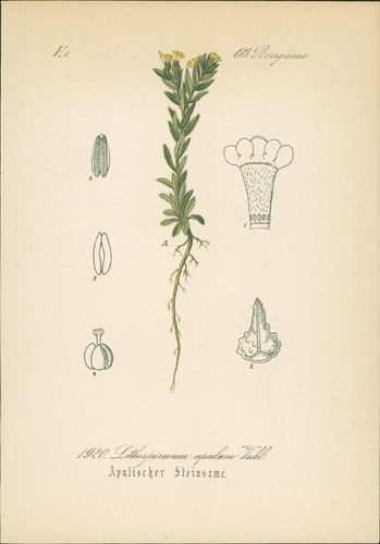 Chromolithographie - ,