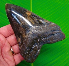 DENTE DI SQUALO MEGALODONTE