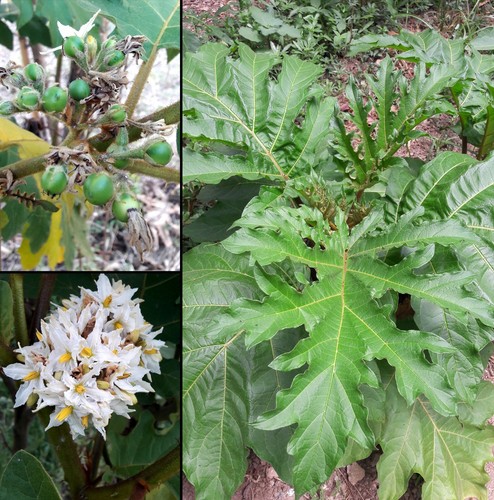 200 semi solanum chrysotrichum - semi,