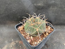 GYMNOCALYCIUM BAYRIANUM - VIVAIO IL GIARDINO DI MAYA- CACTUS 426