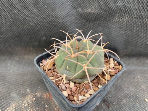 Gymnocalycium bayrianum - gymnocalycium,