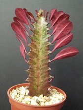 EUPHORBIA TRIGONA RUBRA