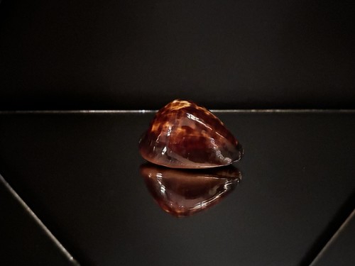 Cypraea zoila decipiens - zoila,