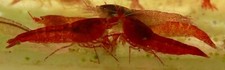 20 Halocaridina rubra -