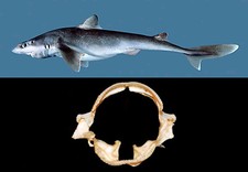 Mascella Bocca Squalo