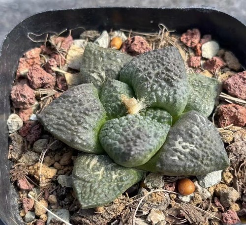 Rara pianta succulenta