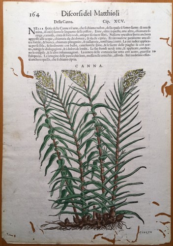 Discorsi del matthioli - del,