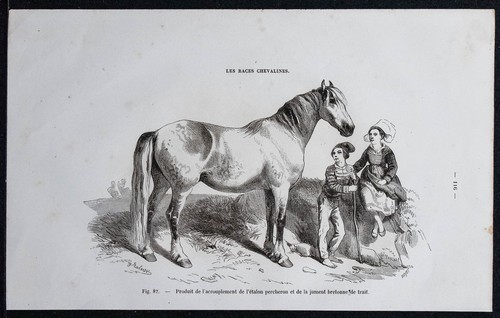 1882 stallone percheron - stallone, e