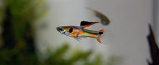 Pesci Guppy Endler, Ancistrus