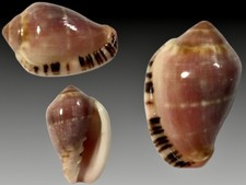 Marginellidae, Marginella