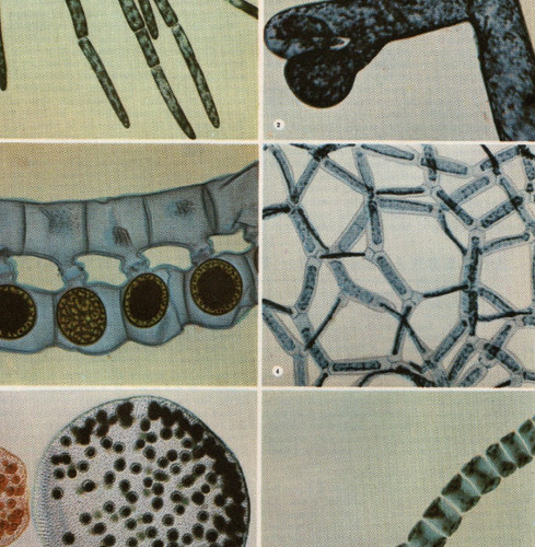 Modelli microscopici alghe