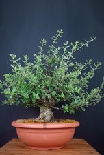 Quercia da sughero (Quercus