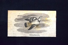 Colombaccio Incisione del 1885