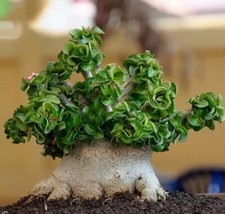 5 SEMI DI ADENIUM OBESUM NANO"