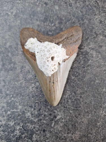 Dente dentale megalodonte - , usa