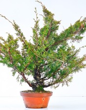 Bonsai di Ginepro Juniperus chinensis shimpaku 41,5 cm 