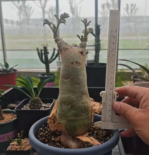 Cyphostemma uter var macropus - uter, var.macropus