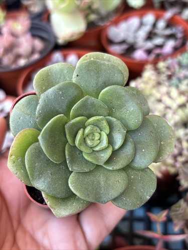 Succulenta aeonium lily - 2",
