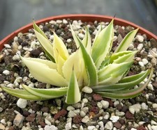 Vendita Rara Pianta Agave