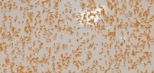 Gamberi fatati thailandensis - fatati, 7