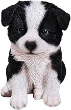Sitting Border Collie Puppy