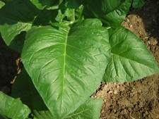 1000 semi tabacco nicotina - 1000,