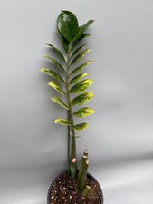 Zamioculcas zamiifolia variegato 'come nuovo'