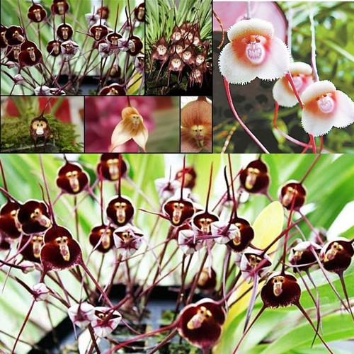 Semi orchidea rari - semi, di