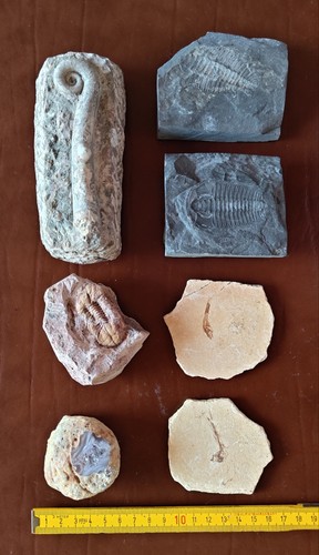Lotto fossili minerali 2 - e, minerali: